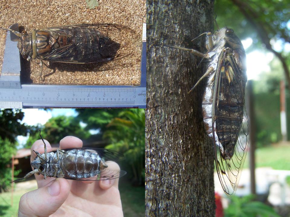 FIGURE 3 FIGURE 3